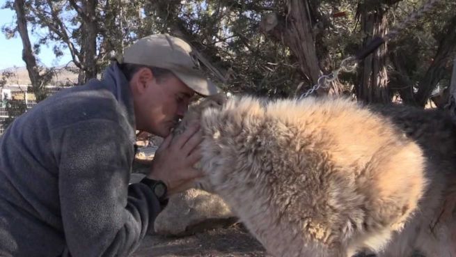 go to Ungewöhnlich: Therapie mit Wölfen